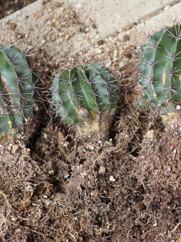 サボテンの親株を新しい鉢に配置し、トングで固定しながらスコップで土を入れる植え付け手順