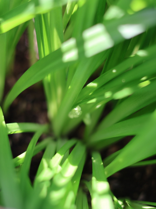 シラー・カンパニュラータの青々とした葉の広がり（4月上旬）