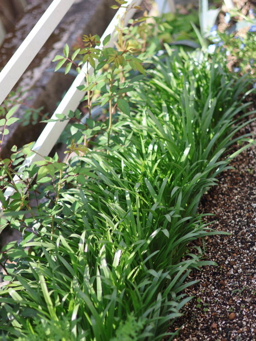 地植えしたシラー・カンパニュラータの葉の茂りとバラの混植