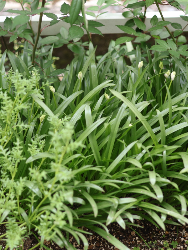 4月8日のシラー・カンパニュラータ、蕾が色づき始めた様子