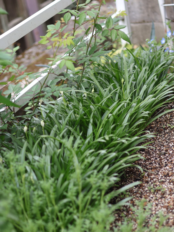 4月3日のシラー・カンパニュラータ、桜の時期の蕾の状態