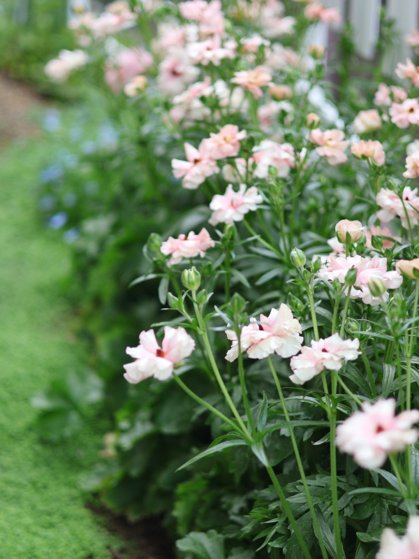 1株が1年でこれだけ増えたラナンキュラス・ラックス