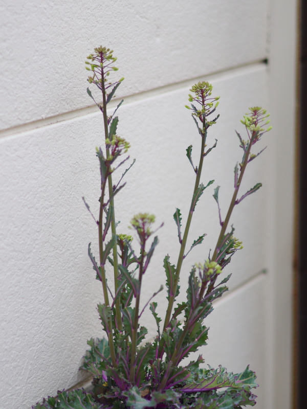 プチヴェールの花