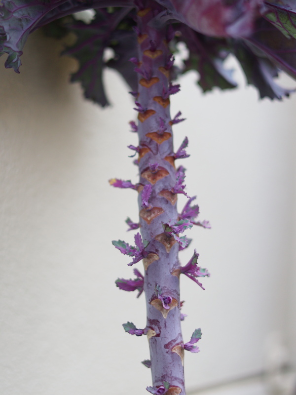 育たないプチベールの脇芽