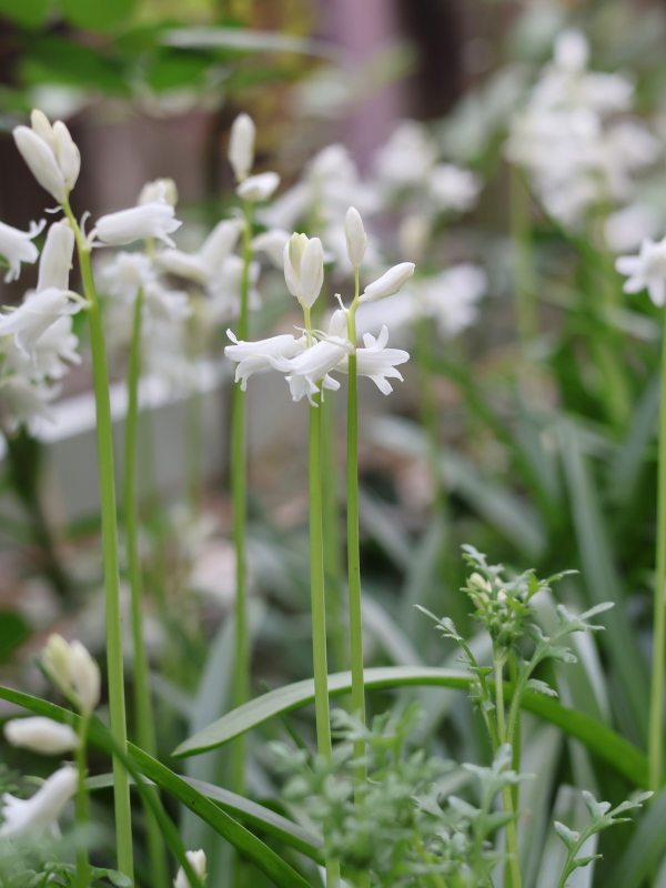 簡単に育てることができる人気の秋植え球根、シラー（スパニッシュブルーベル）の白い花