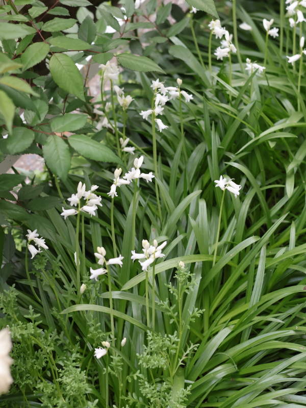 バラの株元に群生するシラー・カンパニュラータの白い花