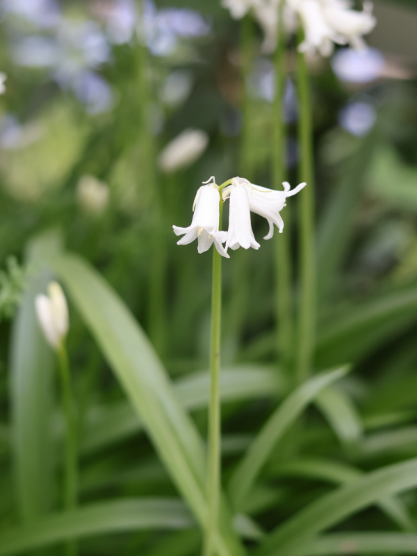 ヒアシンソイデス・マッサルティアナ（スパニッシュブルーベル）の白い花