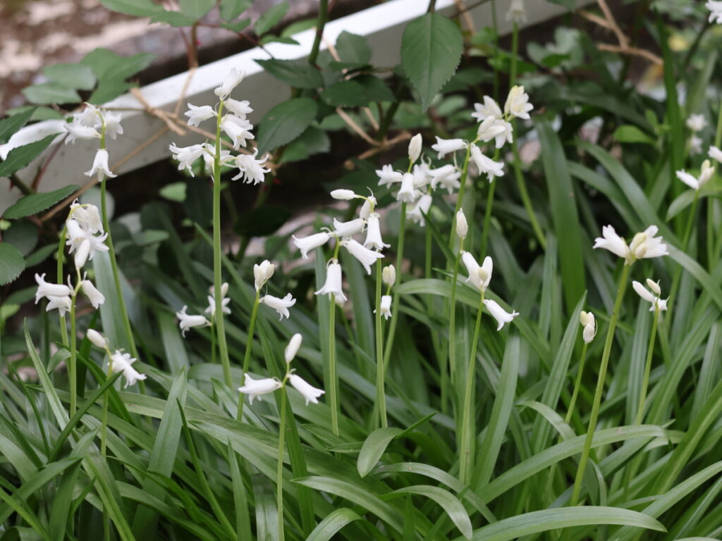 植えっぱなしで毎年咲く『シラー・カンパニュラータ（ヒアシンソイデスマッサルティアナ）