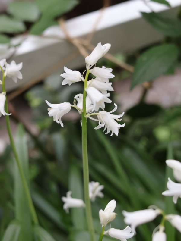 シラー・カンパニュラータ（白い釣鐘水仙）の満開時のアップ写真