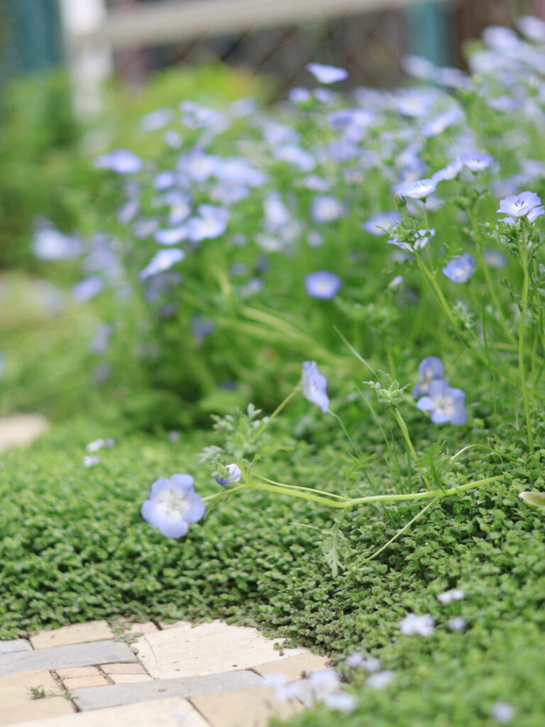 4月24日満開のネモフィラ。最高気温22度超えの開花ピーク