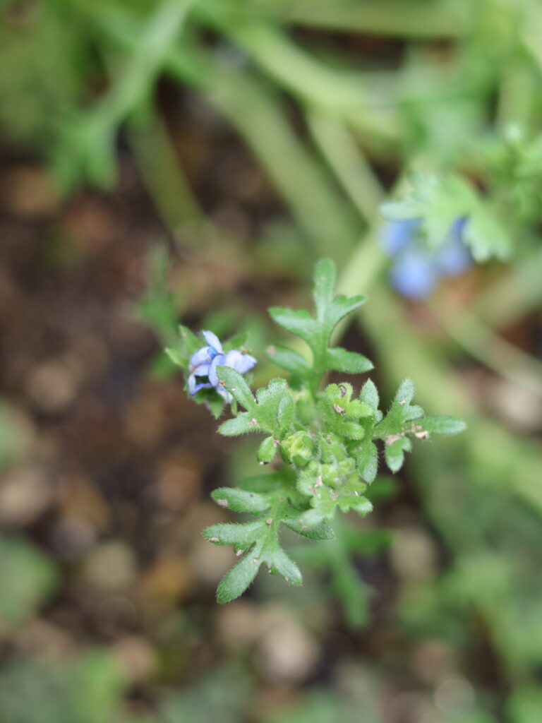 ネモフィラの失敗例。花が縮れて正常に咲かない奇形株