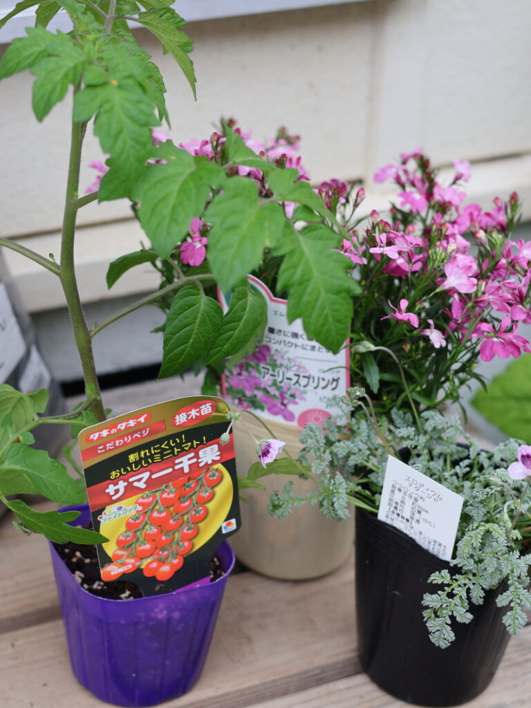 家庭菜園をおしゃれに寄せ植えする方法