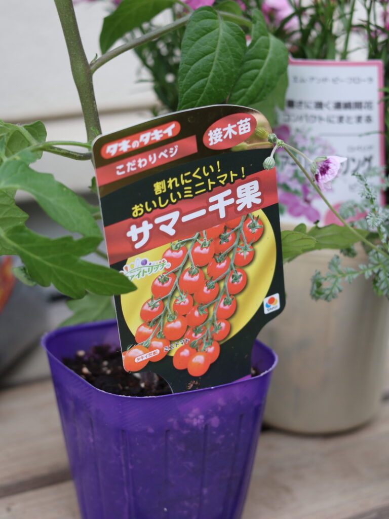 猛暑でもどんどん実るミニトマト「サマー千果」