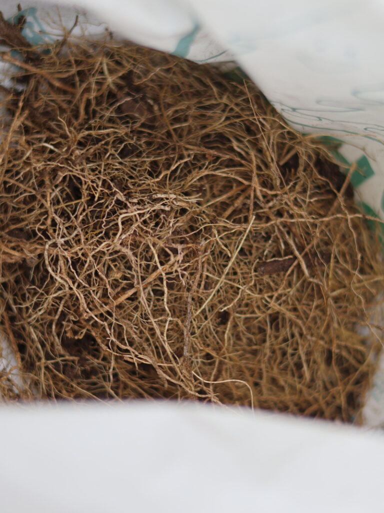 土の中の根を取り除く