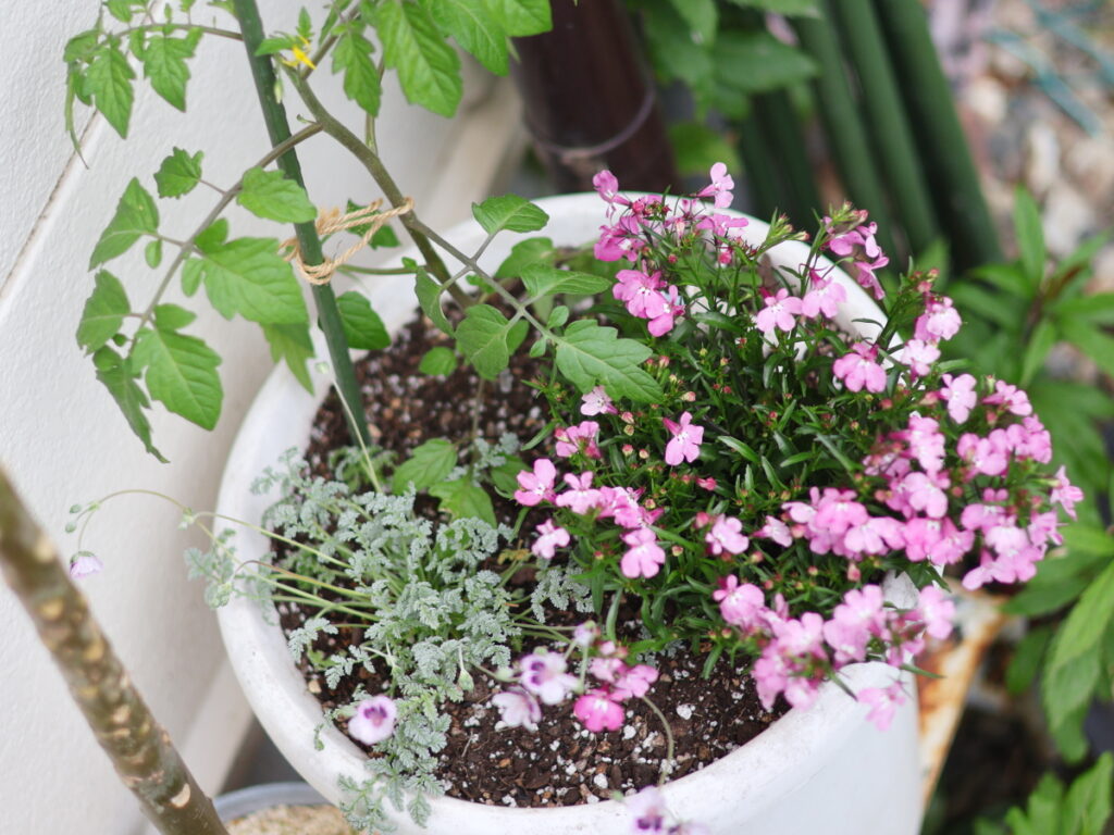 ミニトマトの苗をおしゃれに花と一緒に寄せ植えにする方法