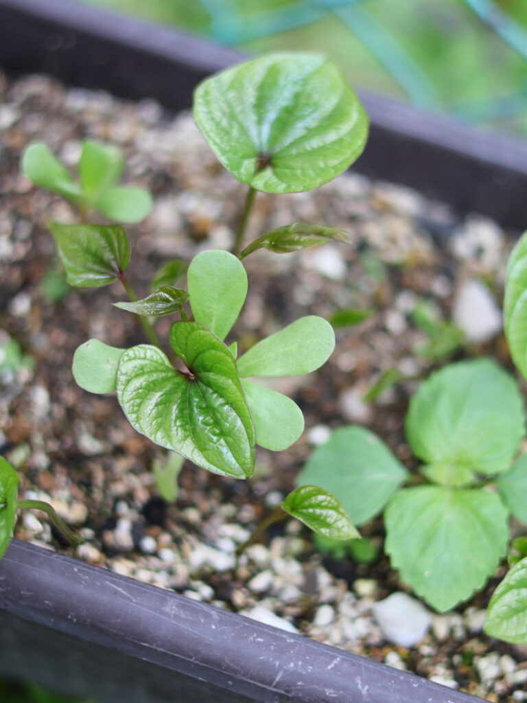 むかごは種芋からも、実からも、ほぼ100％の確率で発芽しました。