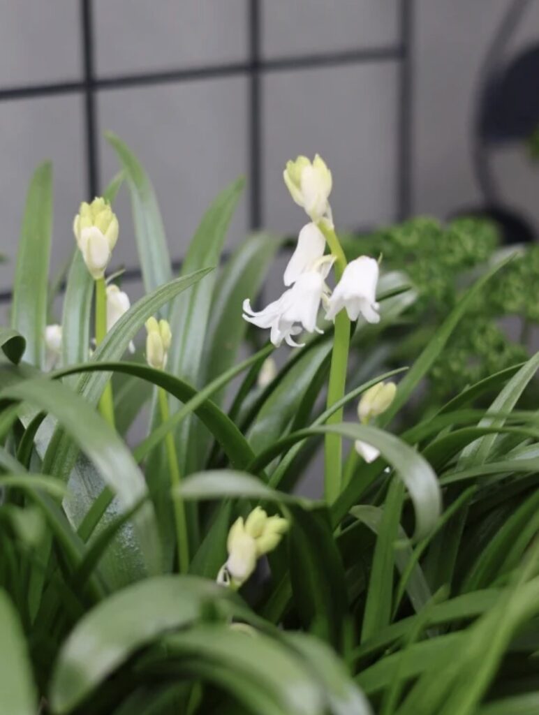 1年目・日当たりの良い場所でのシラー・カンパニュラータの育ち方