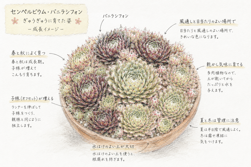センペルビウム バニラシフォンの理想の姿『センペル丼』のイメージ写真（AI生成）。親株が大きく育ち、バニラ色やピンク色の子株が溢れんばかりに群生する姿を目指す管理のコツ。