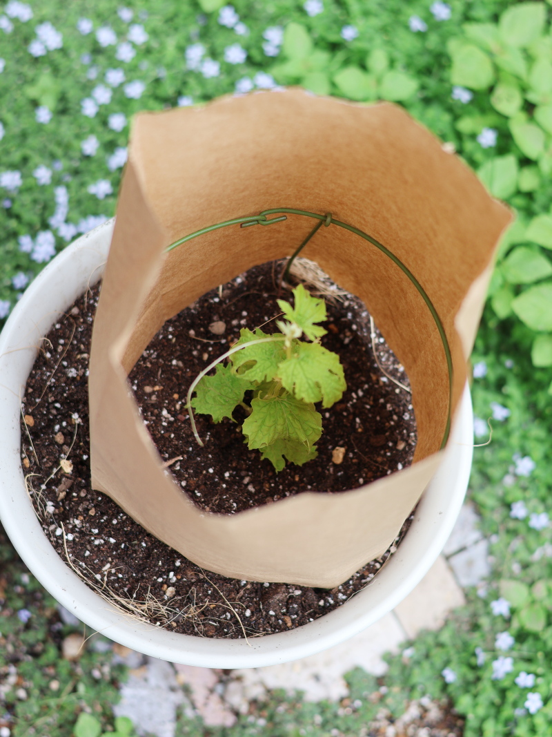 プランターに植え付けたゴーヤの苗の周りに、保護用の円形支柱をセットした状態