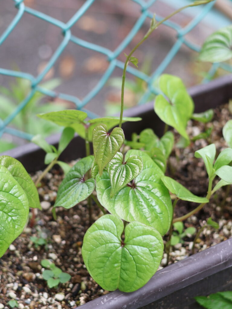 5月にプランターから力強く発芽したむかごの新芽