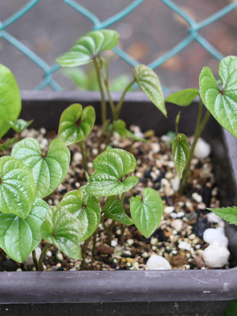 ばら撒いたむかごの実から発芽した葉っぱたち