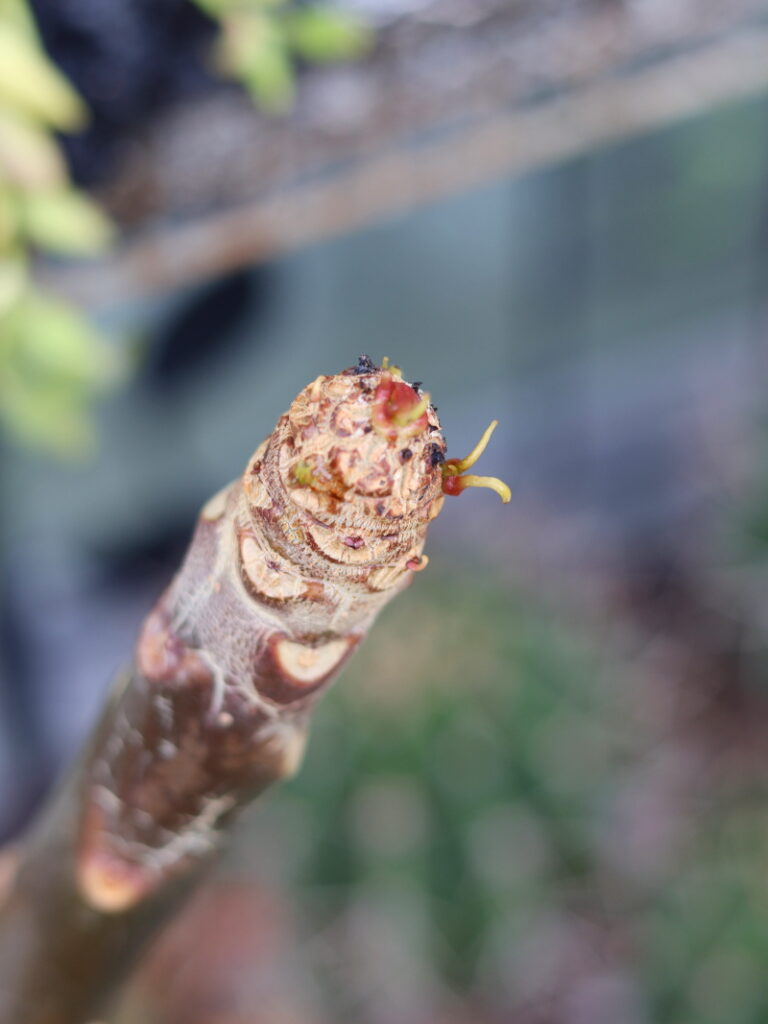 実生プルメリアの生長点変異により密集して芽吹いた赤い新芽