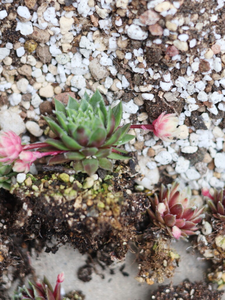 掘り上げたセンペルビウム バニラシフォンと子株（ランナー）がついた状態での根を炒めない植え替え