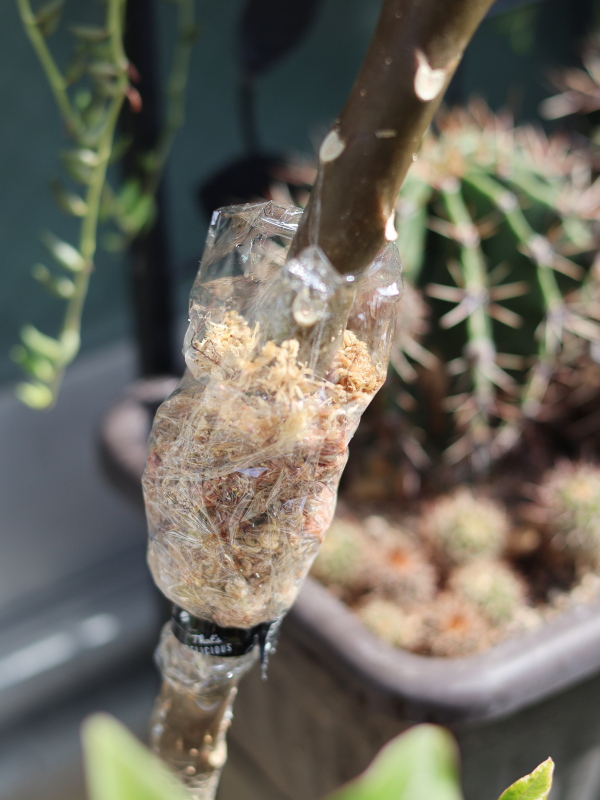 環状剥皮した枝を水苔とビニールフィルムで密閉固定したプルメリア