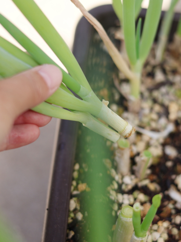 地上部を5cm残してカットし植え替え準備をする九条ねぎの株