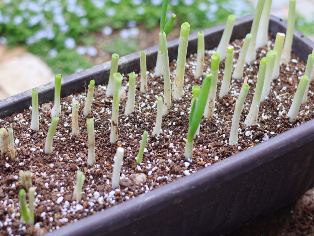 九条ねぎの葉の色が薄くなってきたので、元気に育つ様に植え替えた記録