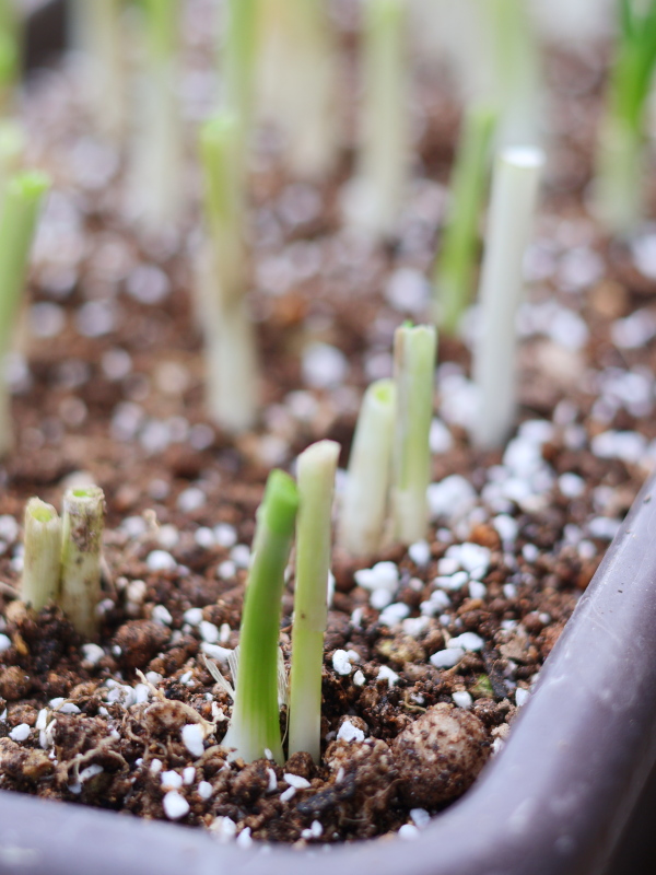 プランターに2本ずつ寄り添わせて定植した九条ねぎの新芽
