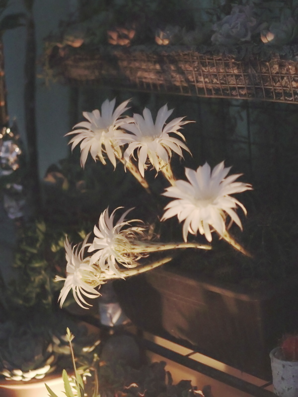 サボテン旺盛丸の夜開花の様子