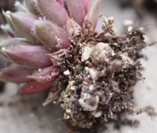 センペルビウム バニラシフォンの緊急トラブル！植え替え時に葉の付け根に見つかった、白い粉状の害虫『ネコナカイガラムシ（コナカイガラムシ）』の拡大写真。カビとの見分け方も解説。