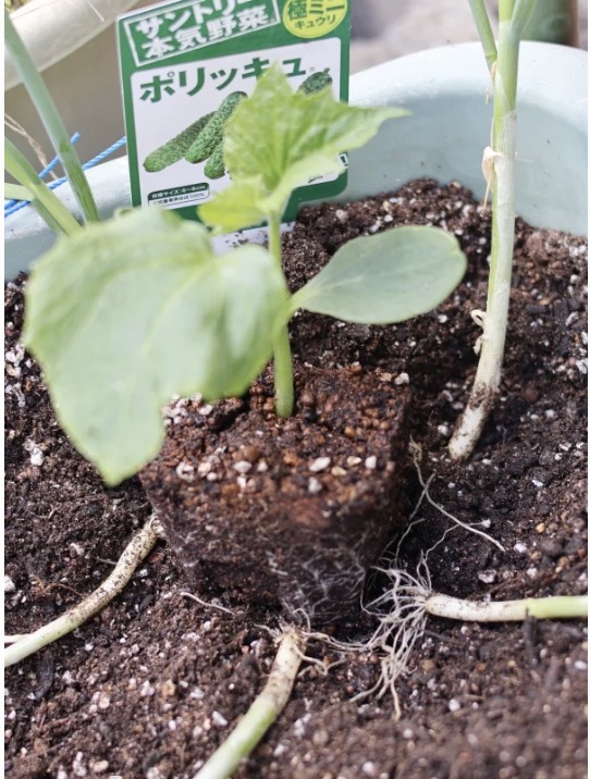 コンパニオンプランツとしてきゅうりの苗の横に植えたねぎの根元