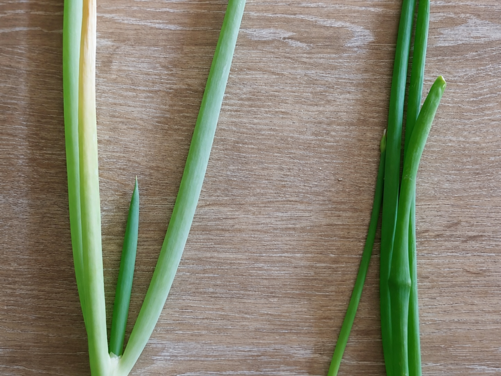 色の薄い九条ねぎ（左）と濃い緑色の地植えねぎ（右）の比較