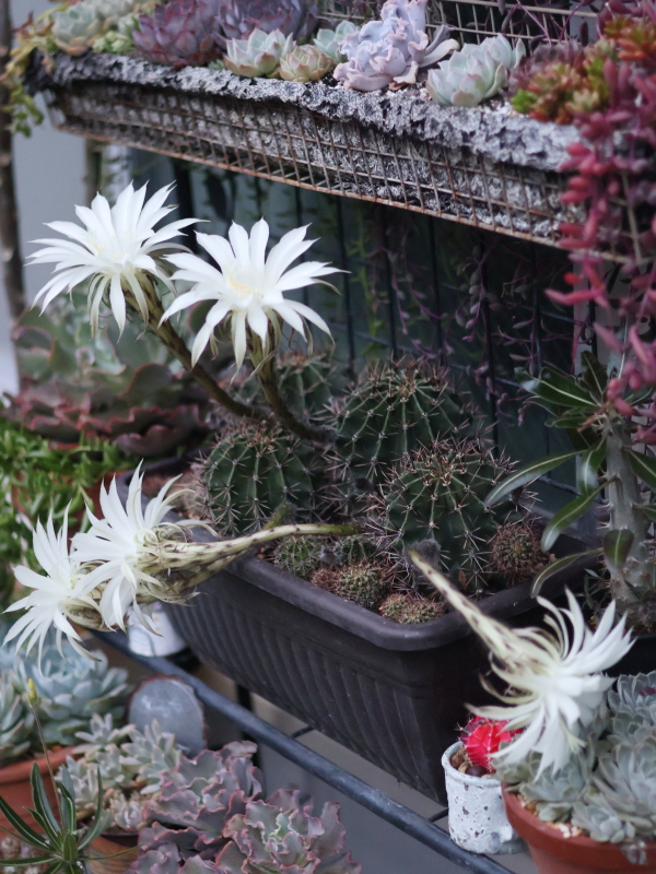 光を求めて曲がって咲いたサボテン旺盛丸の花