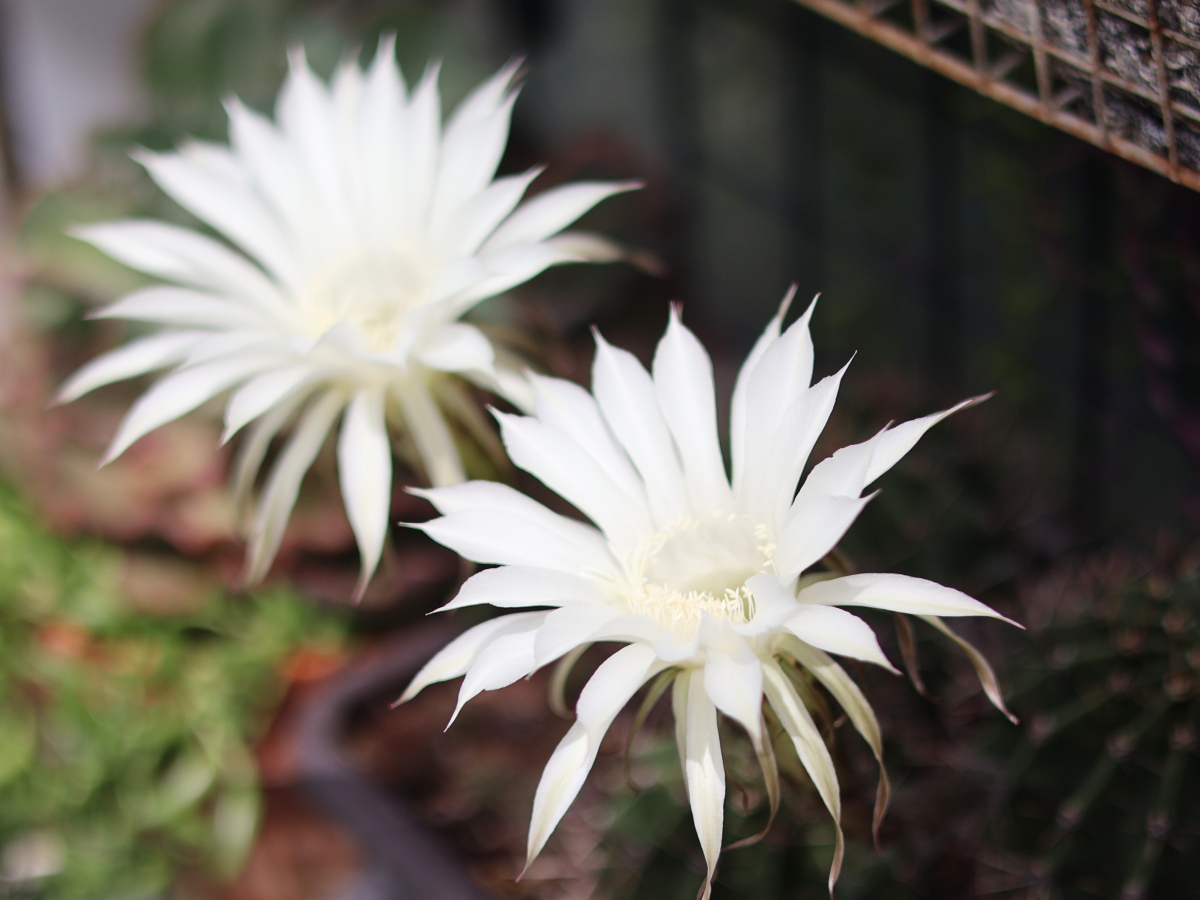 良い香りがするサボテン旺盛丸の花
