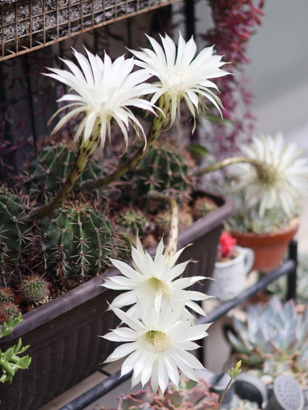 サボテン旺盛丸の花の、朝の写真
