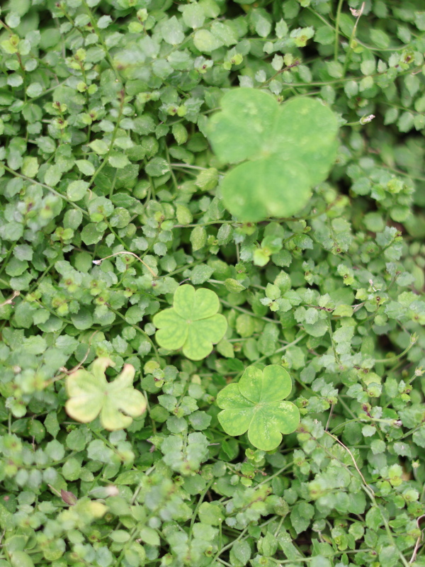 植えてはいけないと言われている。プラティアとその隙間に生えてくる雑草の写真。