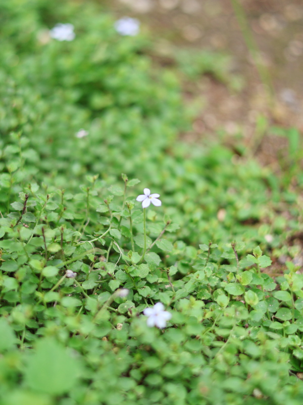梅雨時だけど、花が咲いているブラッティアンの写真