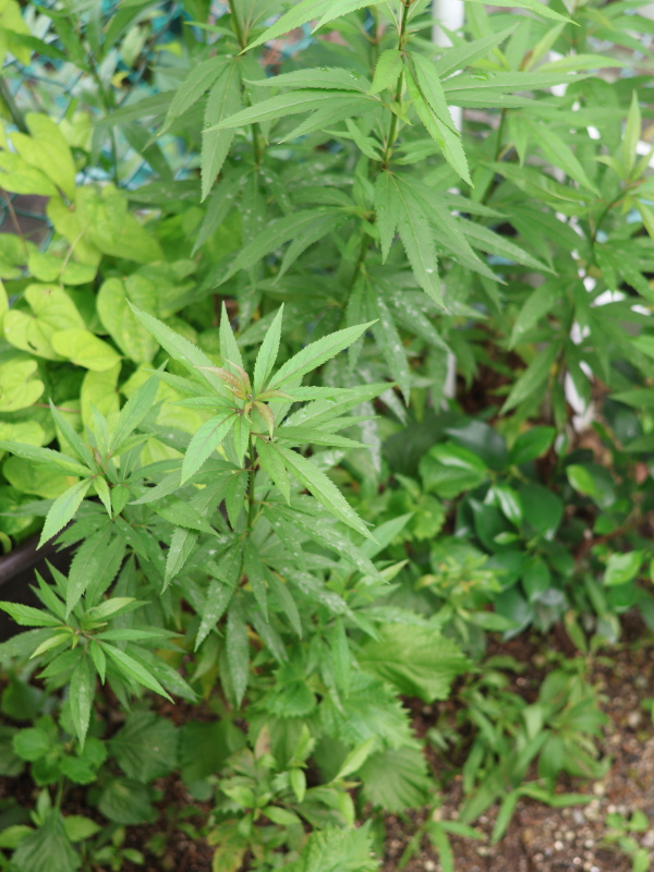 密植しているフジバカマでうどんこ病の症状が出ている