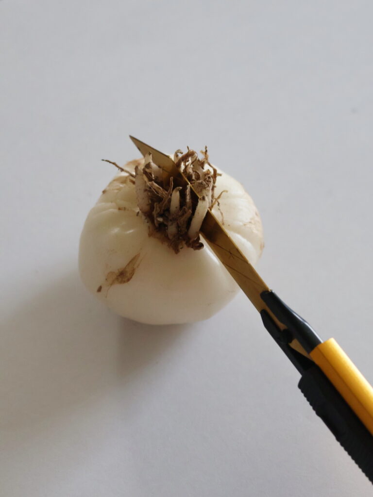 底盤を残しながらアルブカコンコルディアナの球根をカットする様子