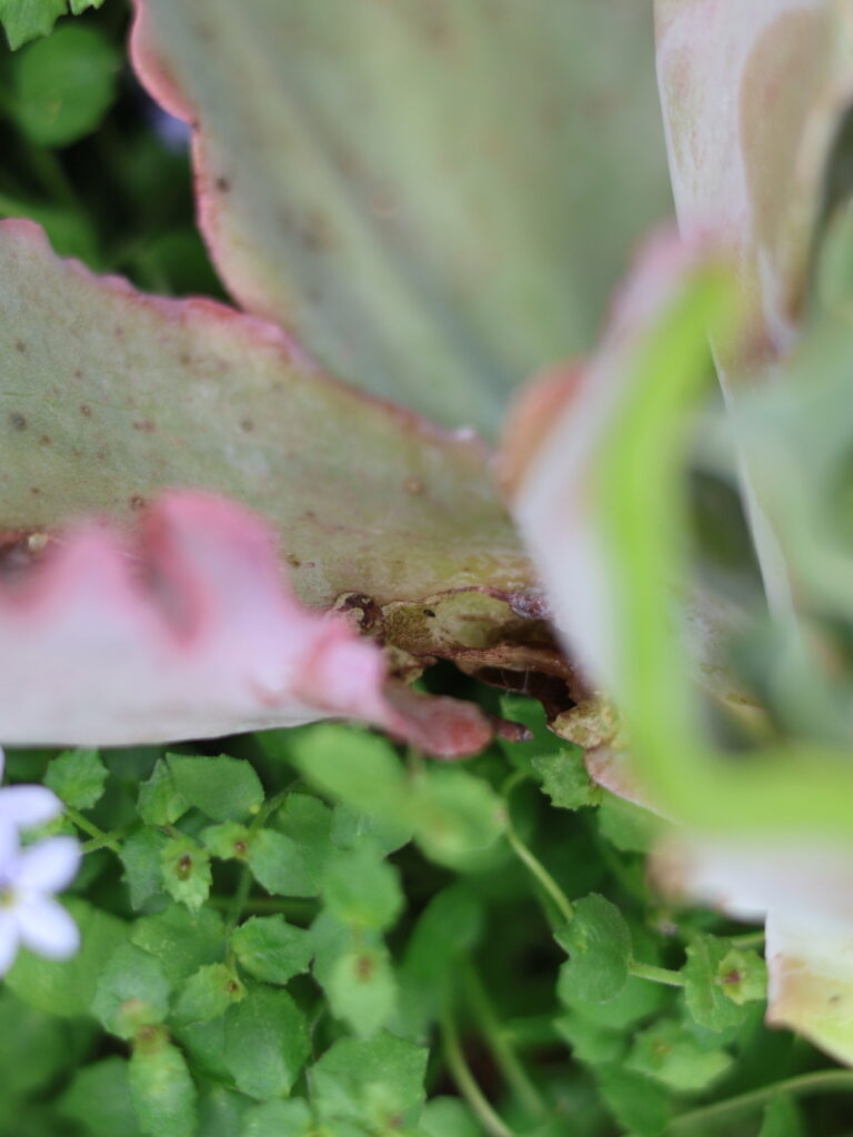 何かの害虫に食べられて変色した高砂の翁の葉