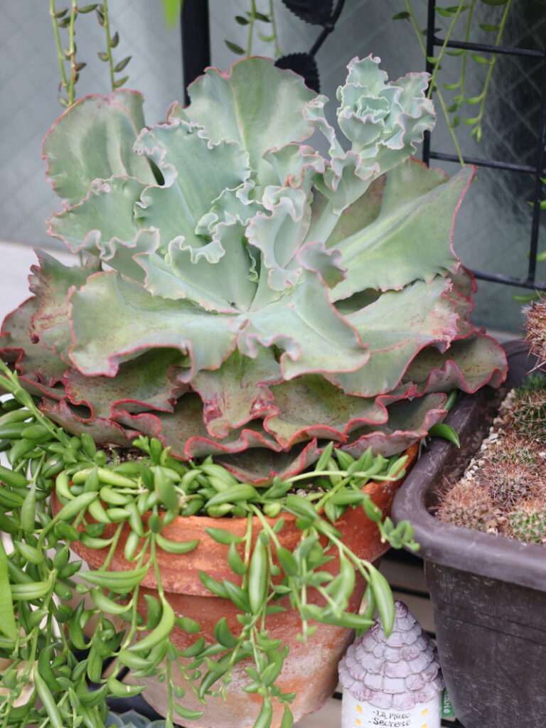 素焼き鉢に寄せ植えされた高砂の翁と三日月ネックレス