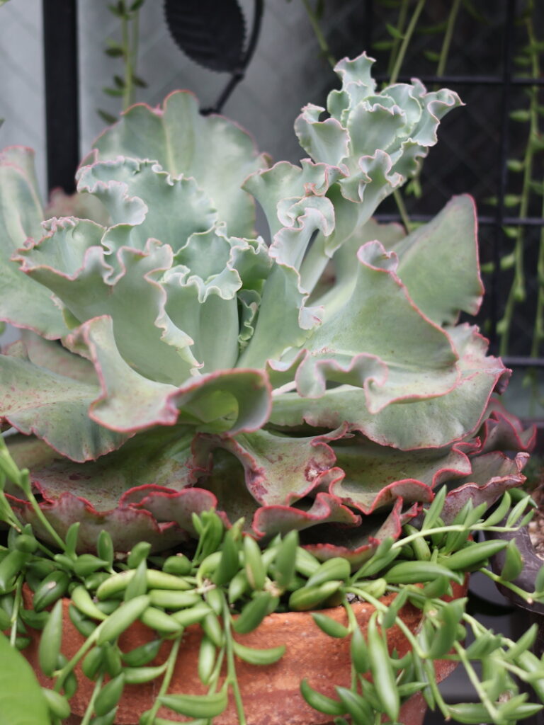ピンク色の蕾をつけた高砂の翁の花茎の様子