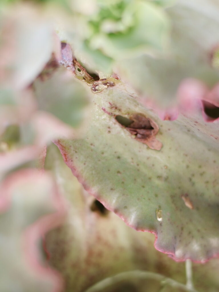 20cmにも育った高砂の翁の葉を虫に食べられたあと