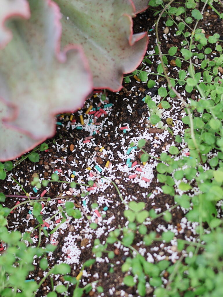 地植えのエケベリアの害虫対策のために、虫コロリとオルトランをまいた様子