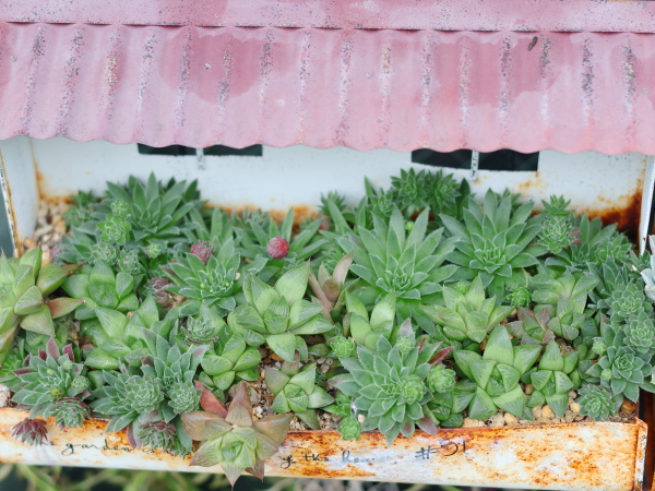 ピンク色のリメイク缶（屋根付きプランター）に群生している、緑色の多肉植物（センペルビウムまたはハオルチア徒長株とみられるもの）の様子
