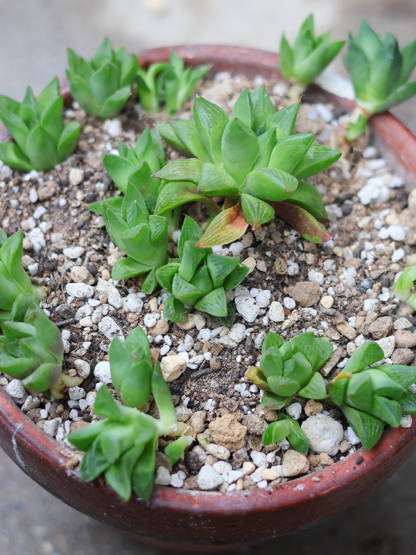 多肉植物を植える時の植木鉢への仮置きとバランスの取り方、植え方のポイント