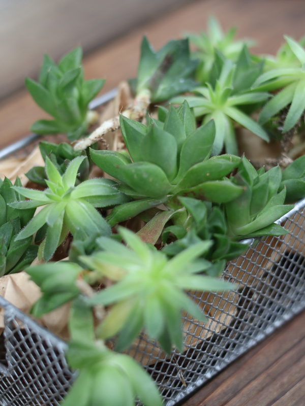 植え替えを待つ、黄緑色でロゼット状に開いた多肉植物（細部が不鮮明なためハオルチアのシンビフォルミス系かジョビバルバかは目視のみでは断定不可）のアップ。